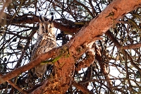 ransuil (asio otus) 1-2019 7561